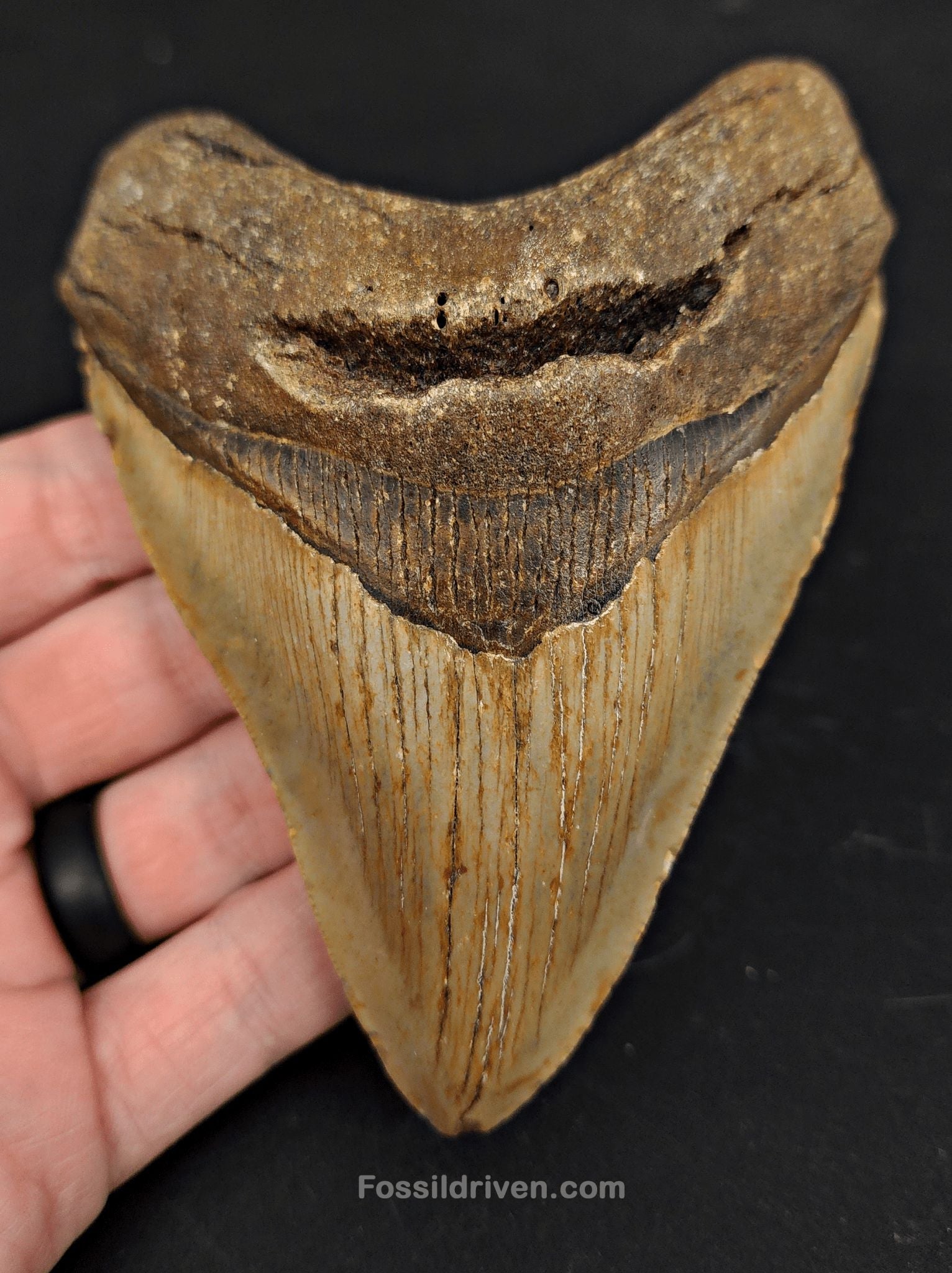 4.72" Fossil Megalodon Tooth - North Carolina | Fossil Driven - Fossil Driven