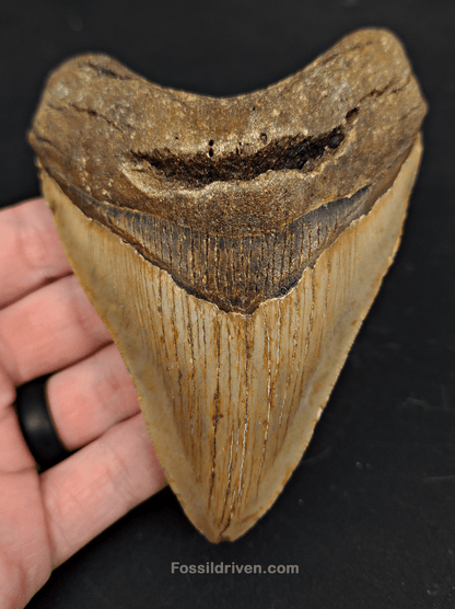 4.72" North Carolina Megalodon Tooth - Complete Specimen - Authentic Fossil Shark Tooth - Fossil Driven