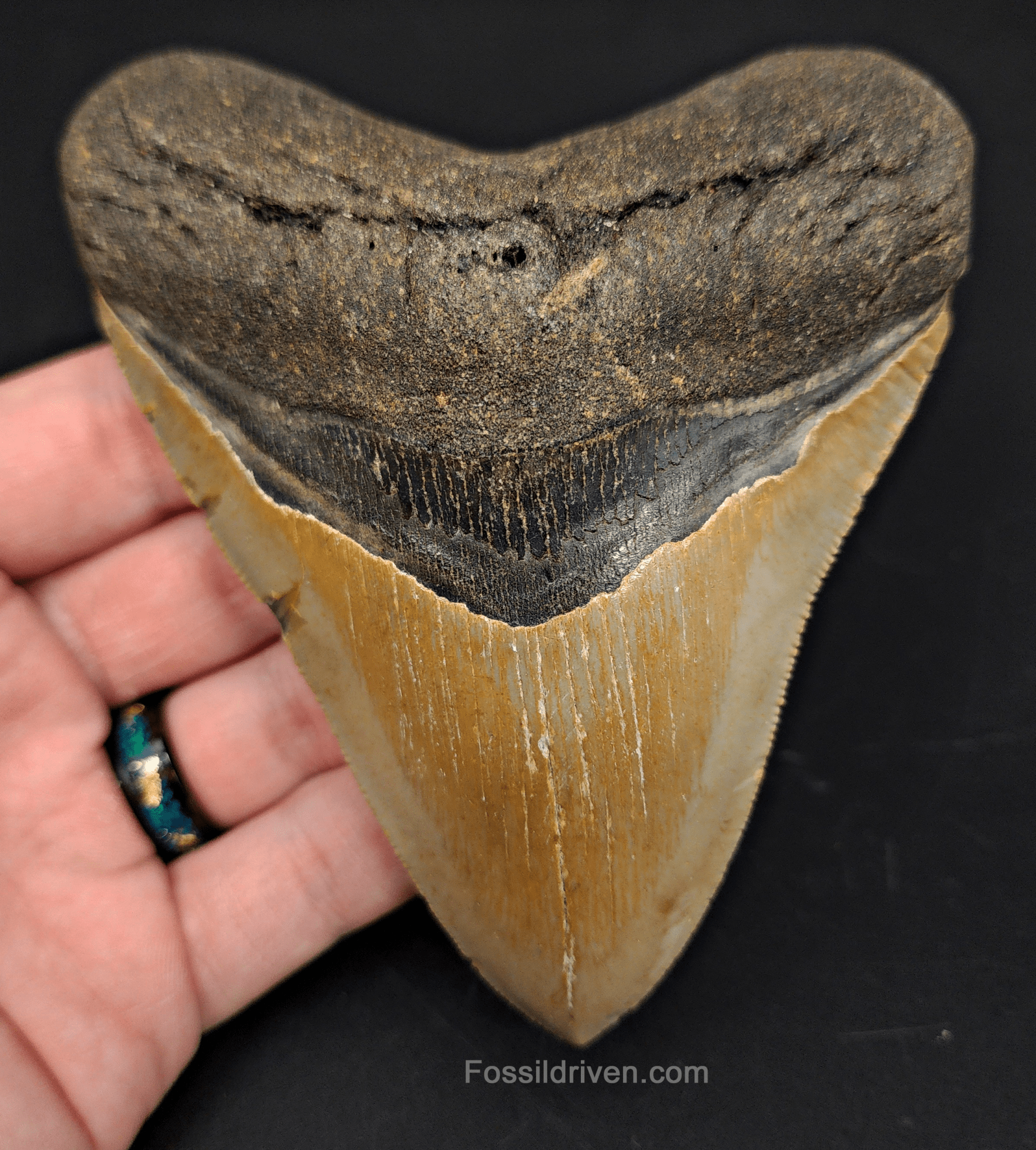 4.80" North Carolina Megalodon Tooth - Complete Specimen - Authentic Fossil Shark Tooth - Fossil Driven