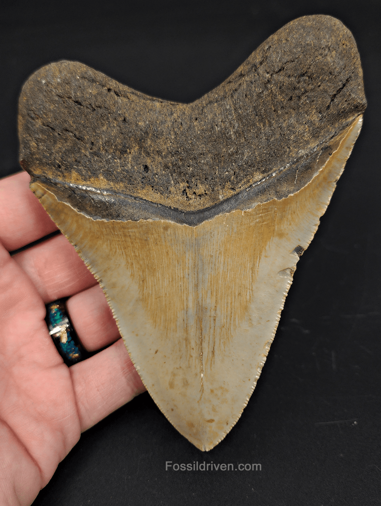 4.80" North Carolina Megalodon Tooth - Complete Specimen - Authentic Fossil Shark Tooth - Fossil Driven
