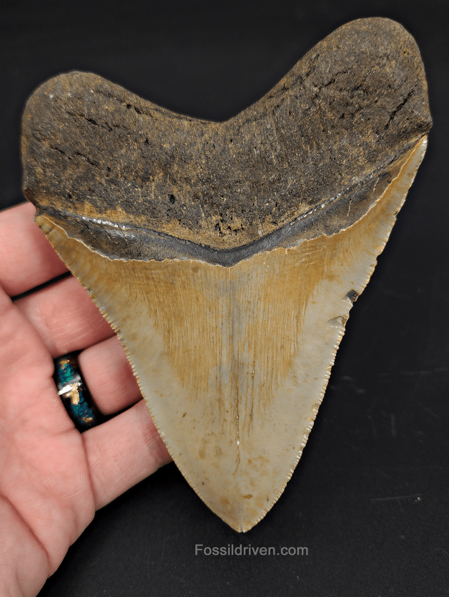 4.80" North Carolina Megalodon Tooth - Complete Specimen - Authentic Fossil Shark Tooth - Fossil Driven