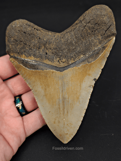 4.80" North Carolina Megalodon Tooth - Complete Specimen - Authentic Fossil Shark Tooth - Fossil Driven