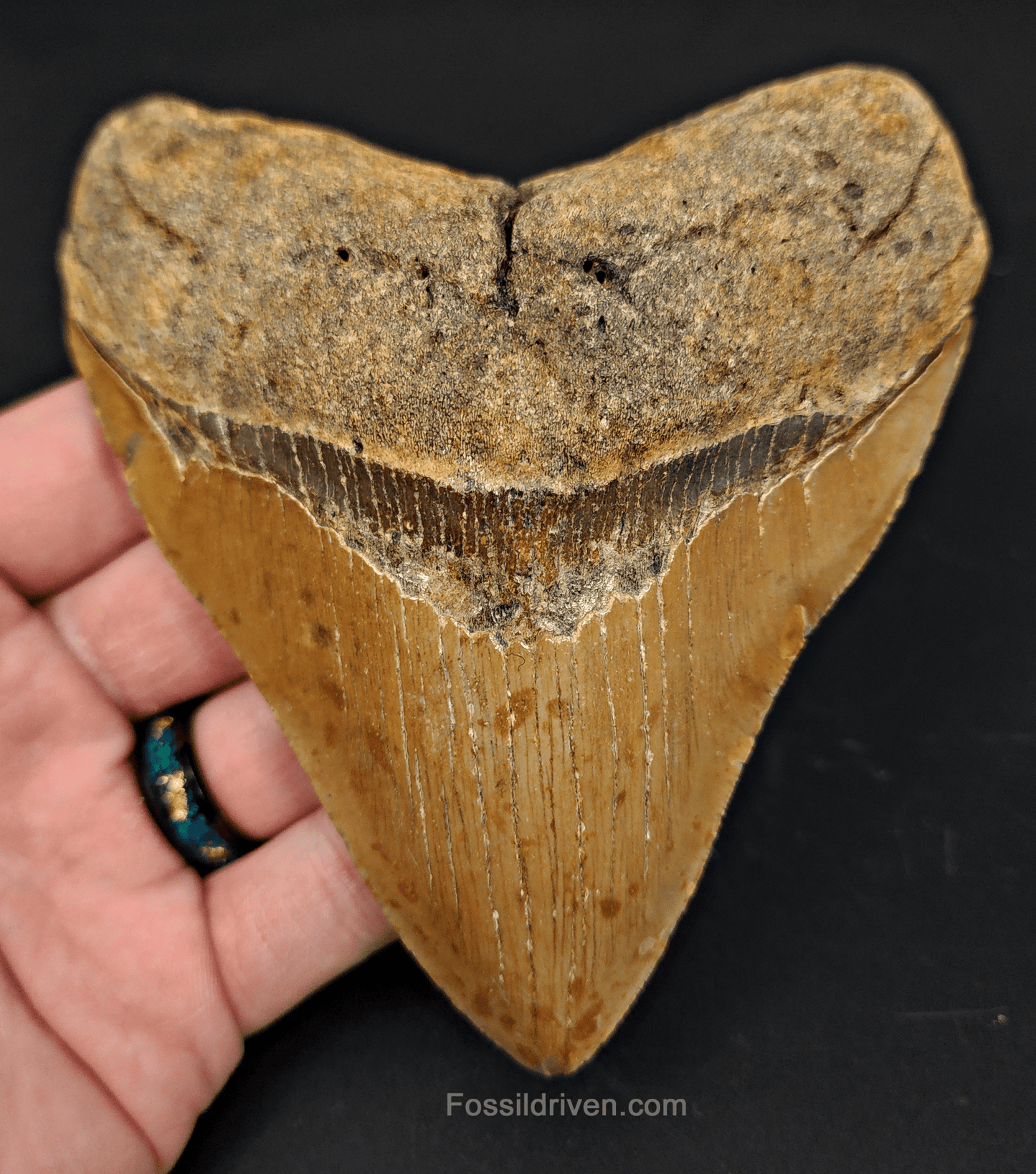 4.80" North Carolina Megalodon Tooth - Complete Specimen - Authentic Fossil Shark Tooth - Fossil Driven