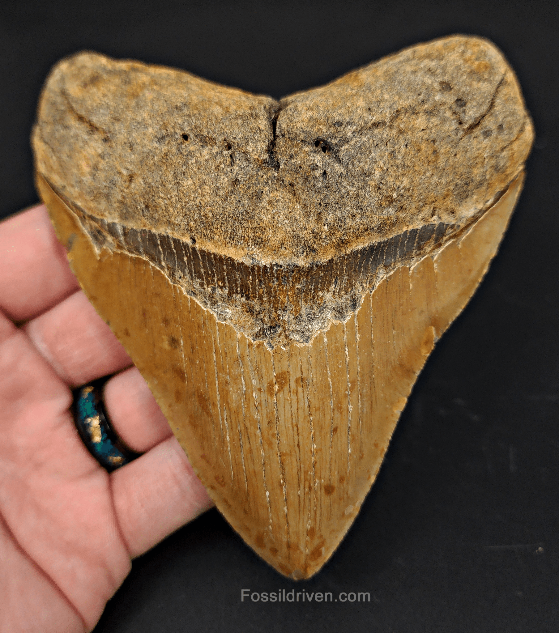 4.80" North Carolina Megalodon Tooth - Complete Specimen - Authentic Fossil Shark Tooth - Fossil Driven