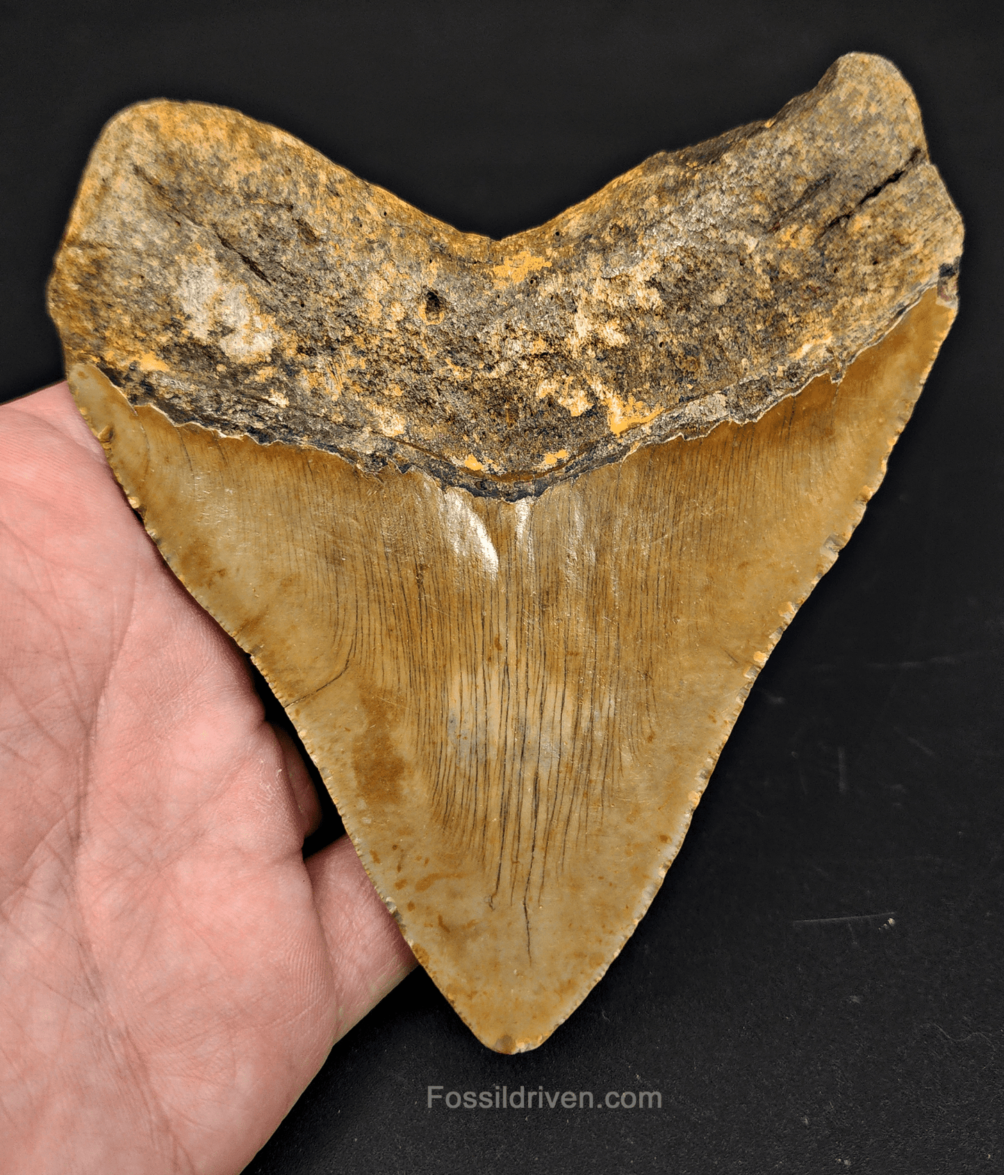 4.80" North Carolina Megalodon Tooth - Complete Specimen - Authentic Fossil Shark Tooth - Fossil Driven