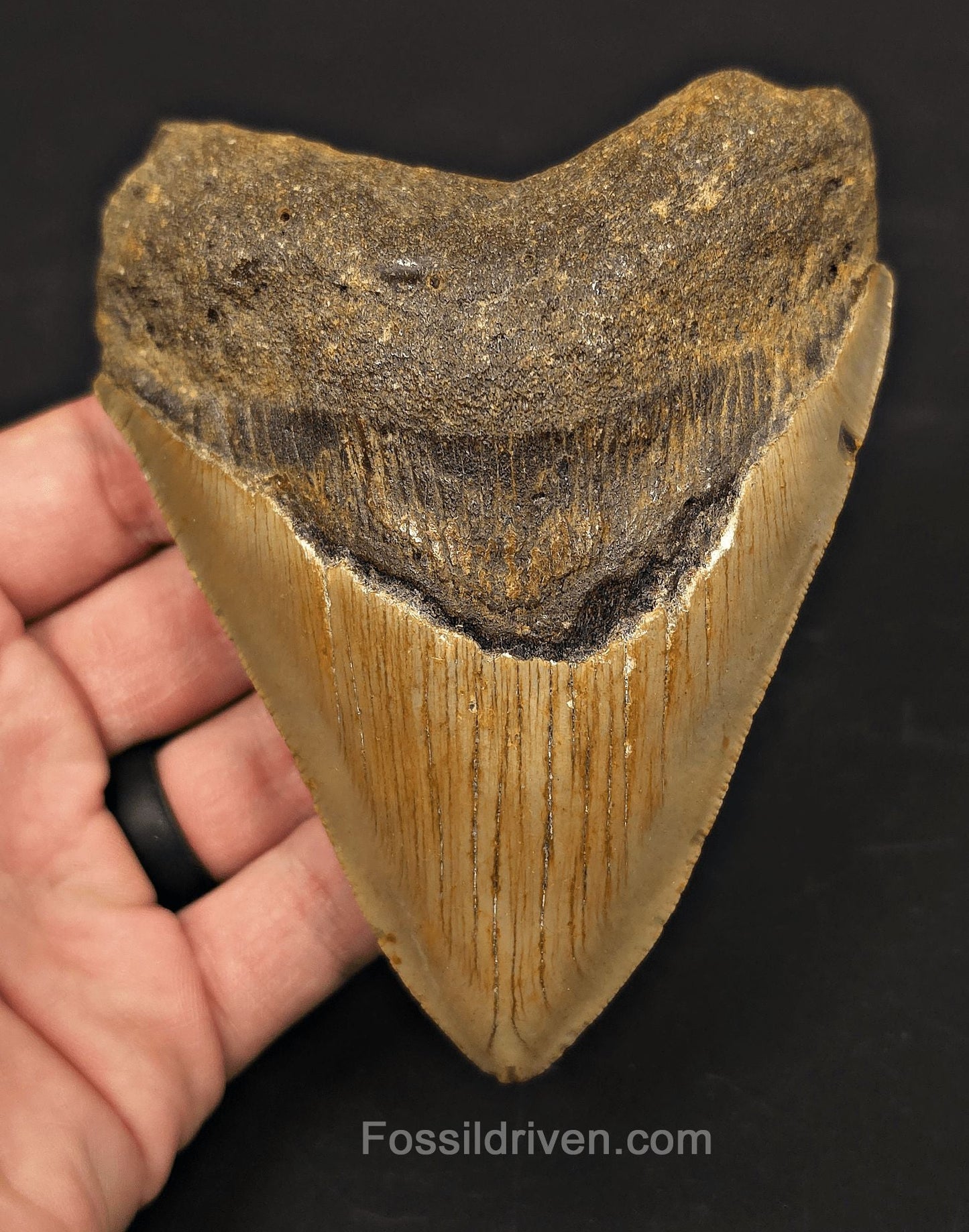 4.82" Fossil Megalodon Tooth - North Carolina | Fossil Driven - Fossil Driven