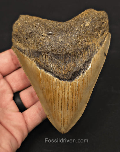 4.82" Fossil Megalodon Tooth - North Carolina | Fossil Driven - Fossil Driven