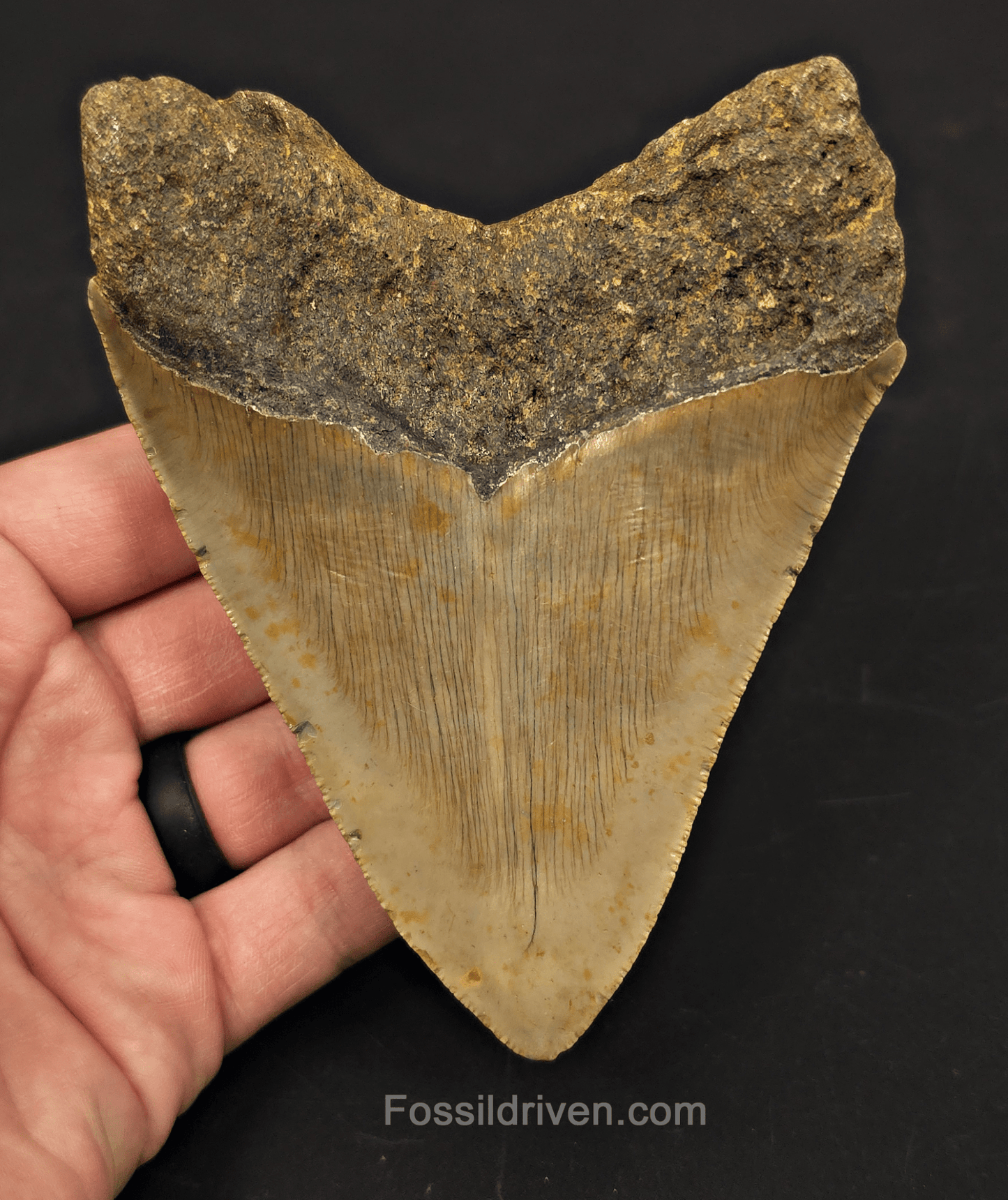 4.82" Fossil Megalodon Tooth - North Carolina | Fossil Driven - Fossil Driven