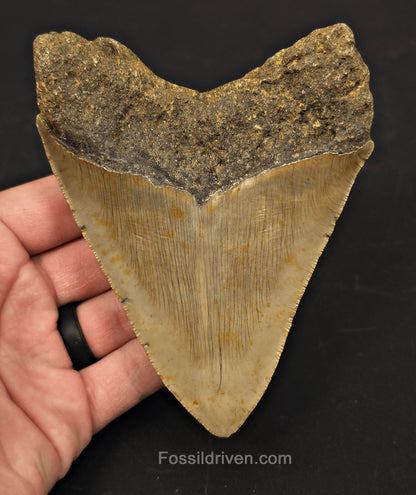 4.82" Fossil Megalodon Tooth - North Carolina | Fossil Driven - Fossil Driven