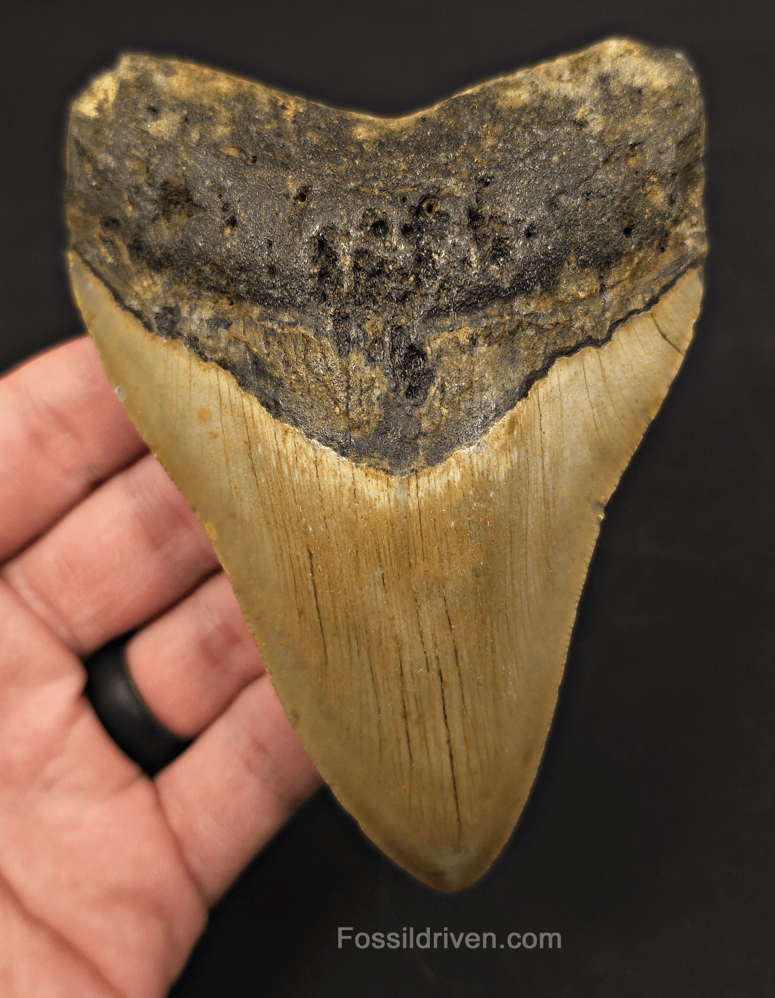 4.88" Fossil Megalodon Tooth - North Carolina | Fossil Driven - Fossil Driven
