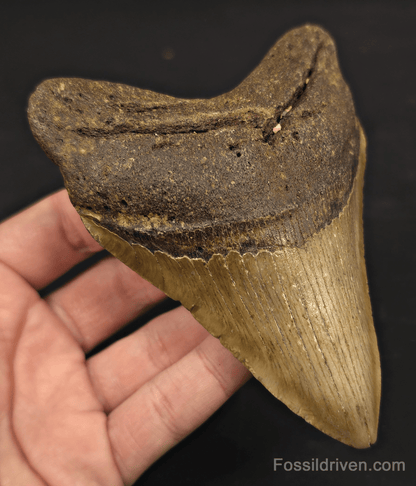4.88" Fossil Megalodon Tooth - North Carolina | Fossil Driven - Fossil Driven