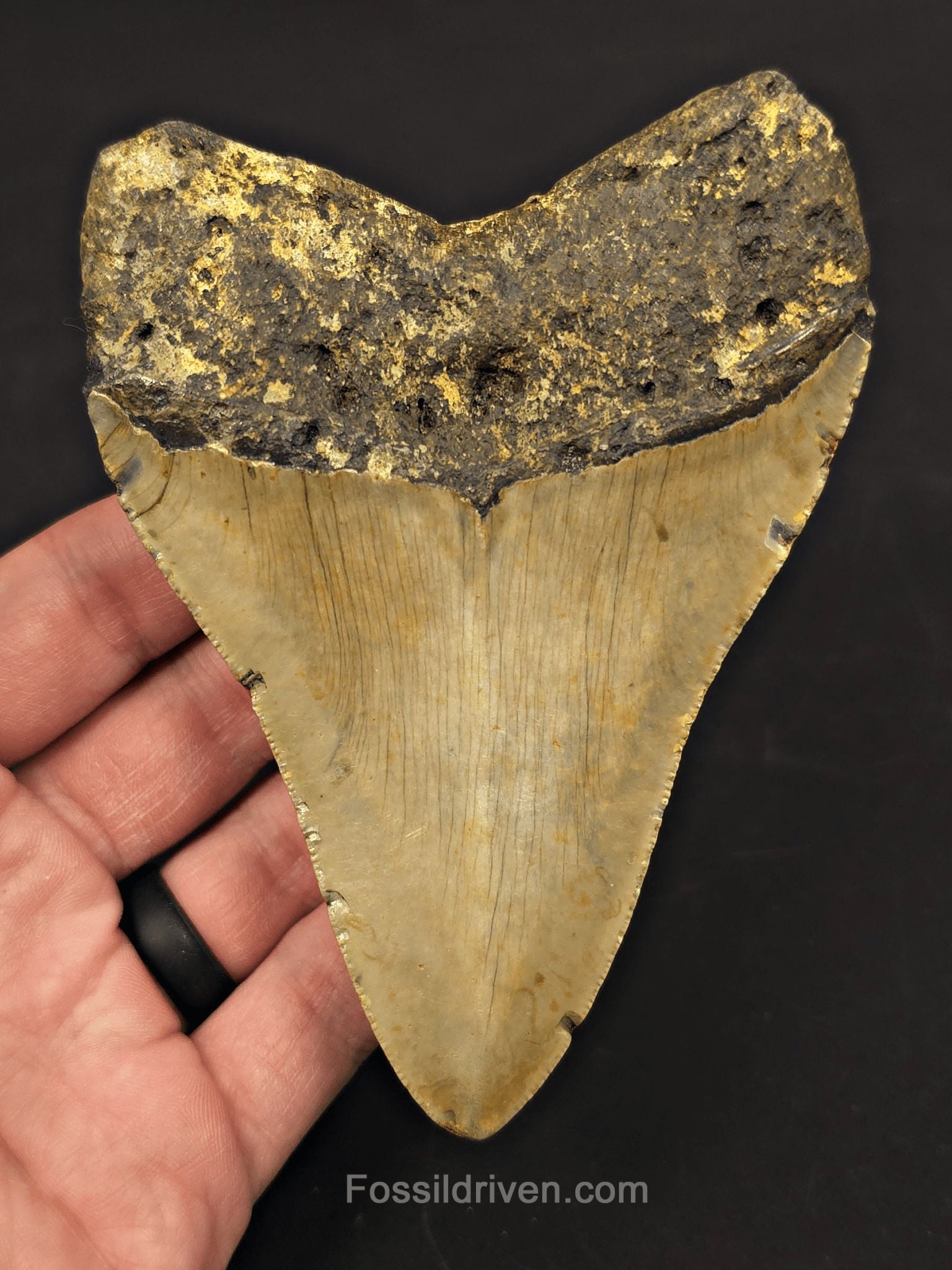 4.88" Fossil Megalodon Tooth - North Carolina | Fossil Driven - Fossil Driven