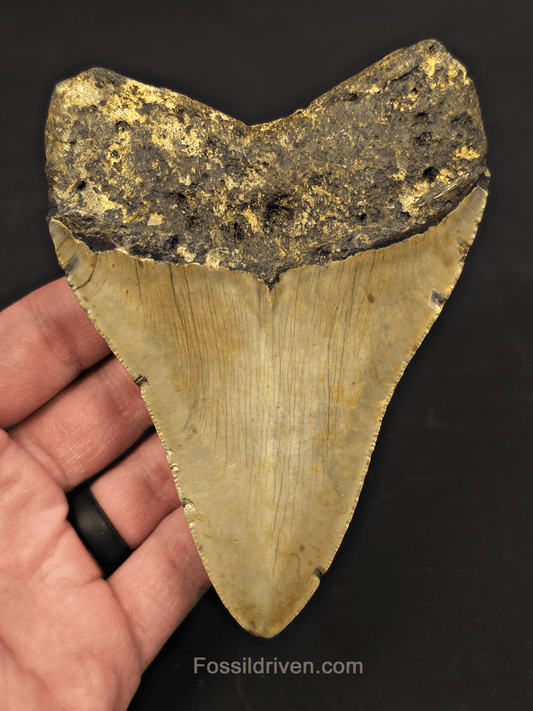 4.88" Fossil Megalodon Tooth - North Carolina | Fossil Driven - Fossil Driven