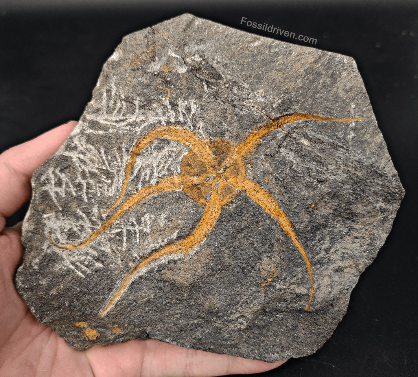 4.89" Fossil Brittle Star – Jurassic Marine Fossil from Morocco (6.12" Matrix) - Fossil Driven