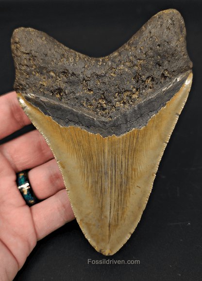 4.93" North Carolina Megalodon Tooth - Complete Specimen - Authentic Fossil Shark Tooth - Fossil Driven