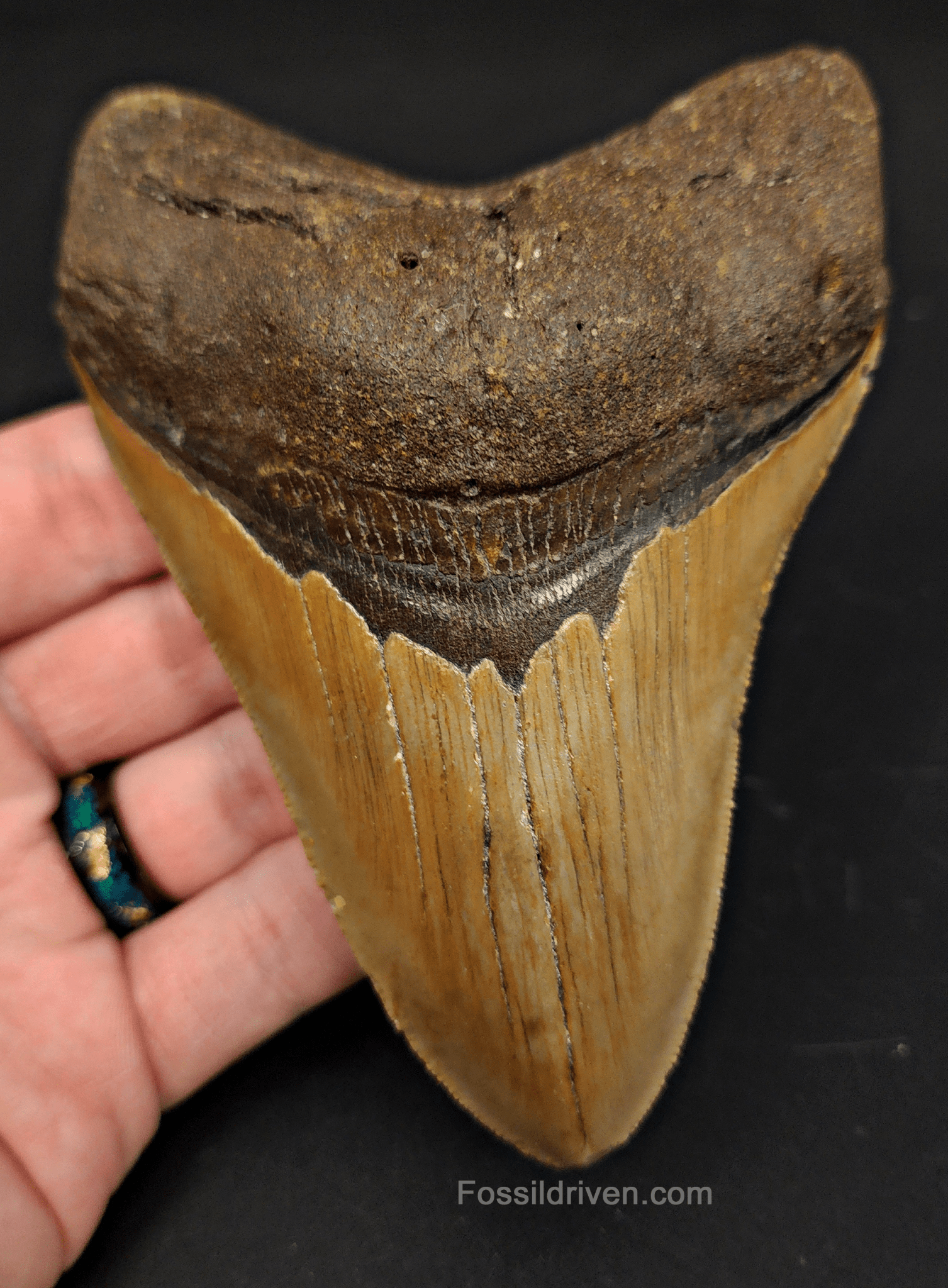 4.93" North Carolina Megalodon Tooth - Complete Specimen - Authentic Fossil Shark Tooth - Fossil Driven