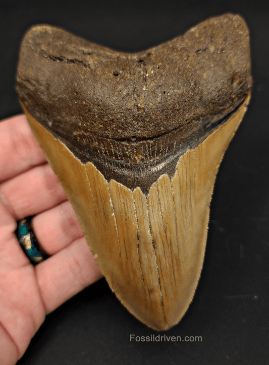 4.93" North Carolina Megalodon Tooth - Complete Specimen - Authentic Fossil Shark Tooth - Fossil Driven
