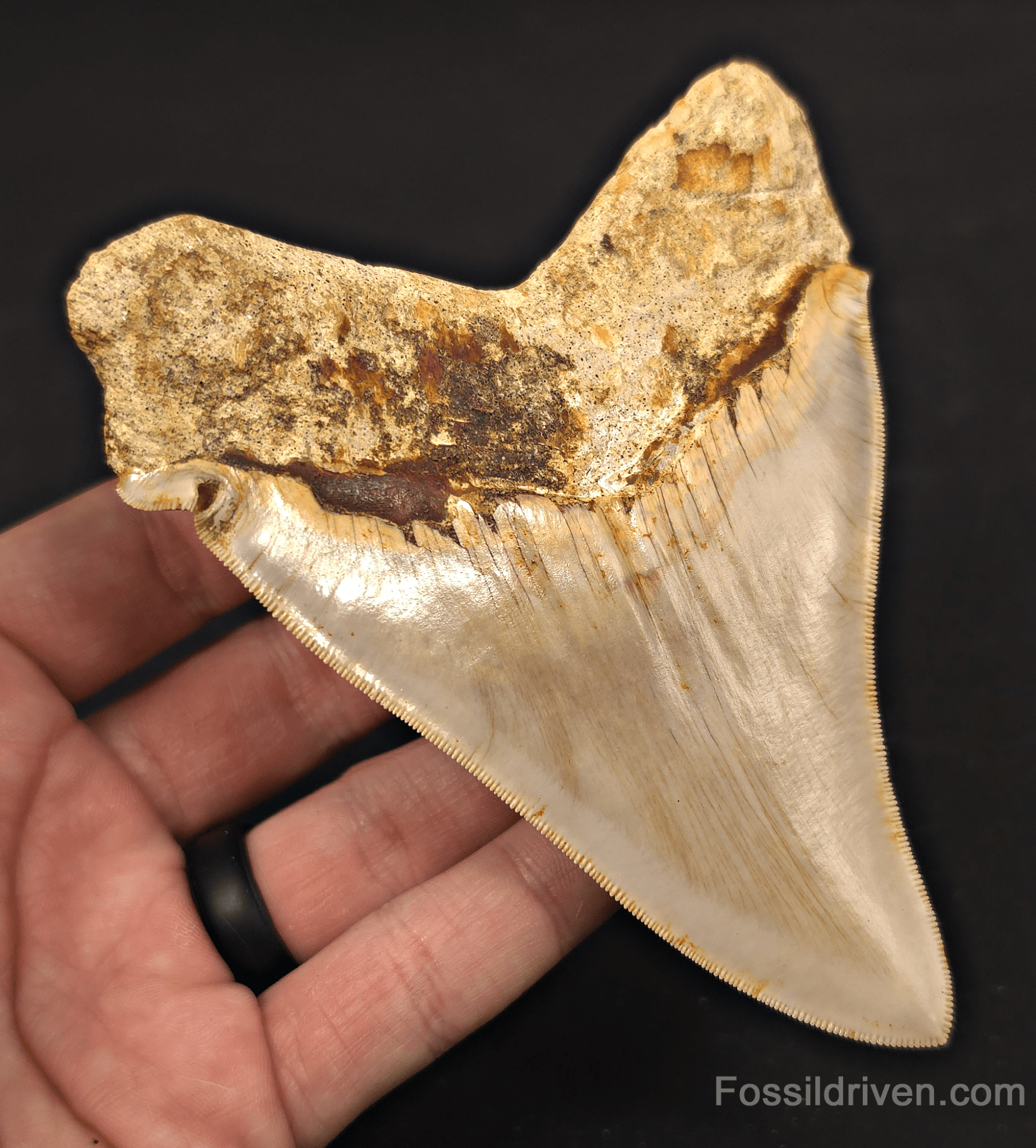 4.93" Pathological Fossil Megalodon Tooth - Java, Indonesia | Fossil Driven - Fossil Driven