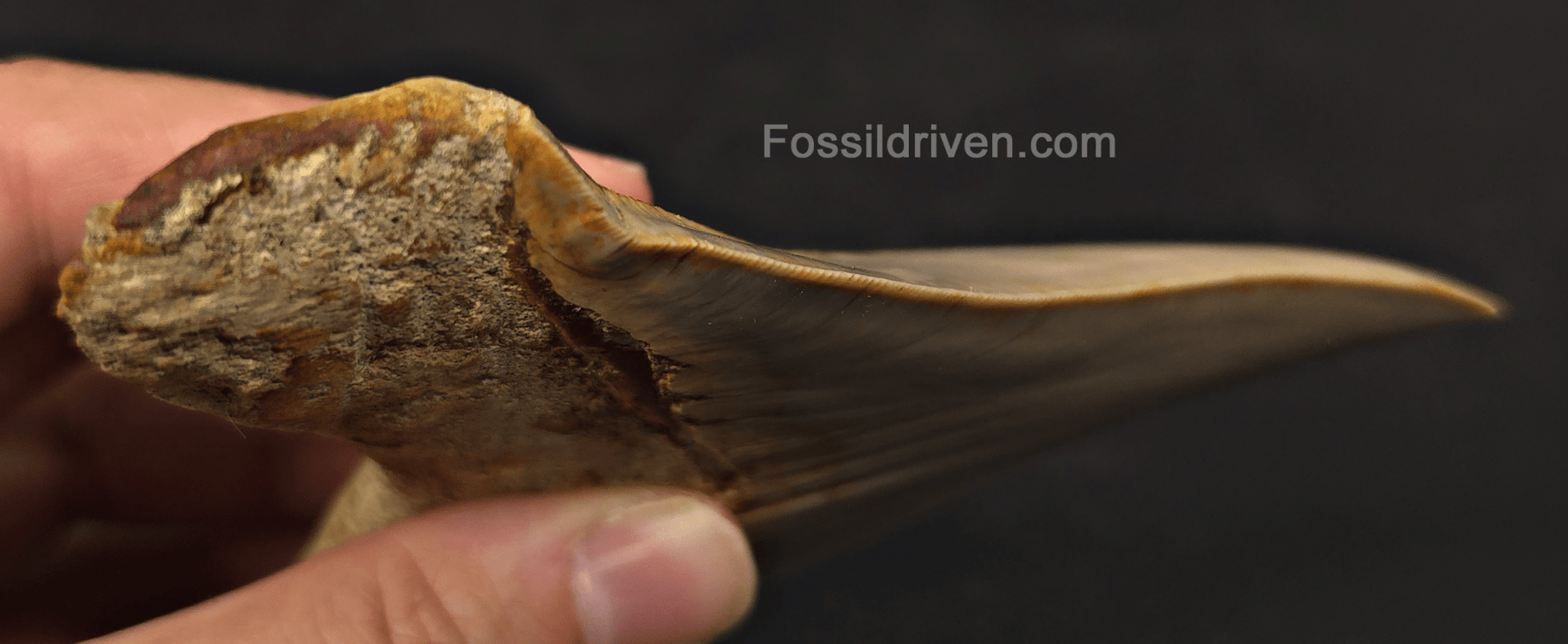 4.93" Pathological Fossil Megalodon Tooth - Java, Indonesia | Fossil Driven - Fossil Driven