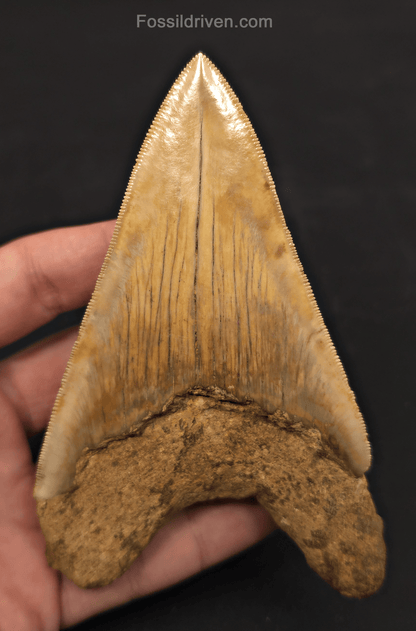 4.94" Fossil Megalodon Tooth - Java, Indonesia | Fossil Driven - Fossil Driven