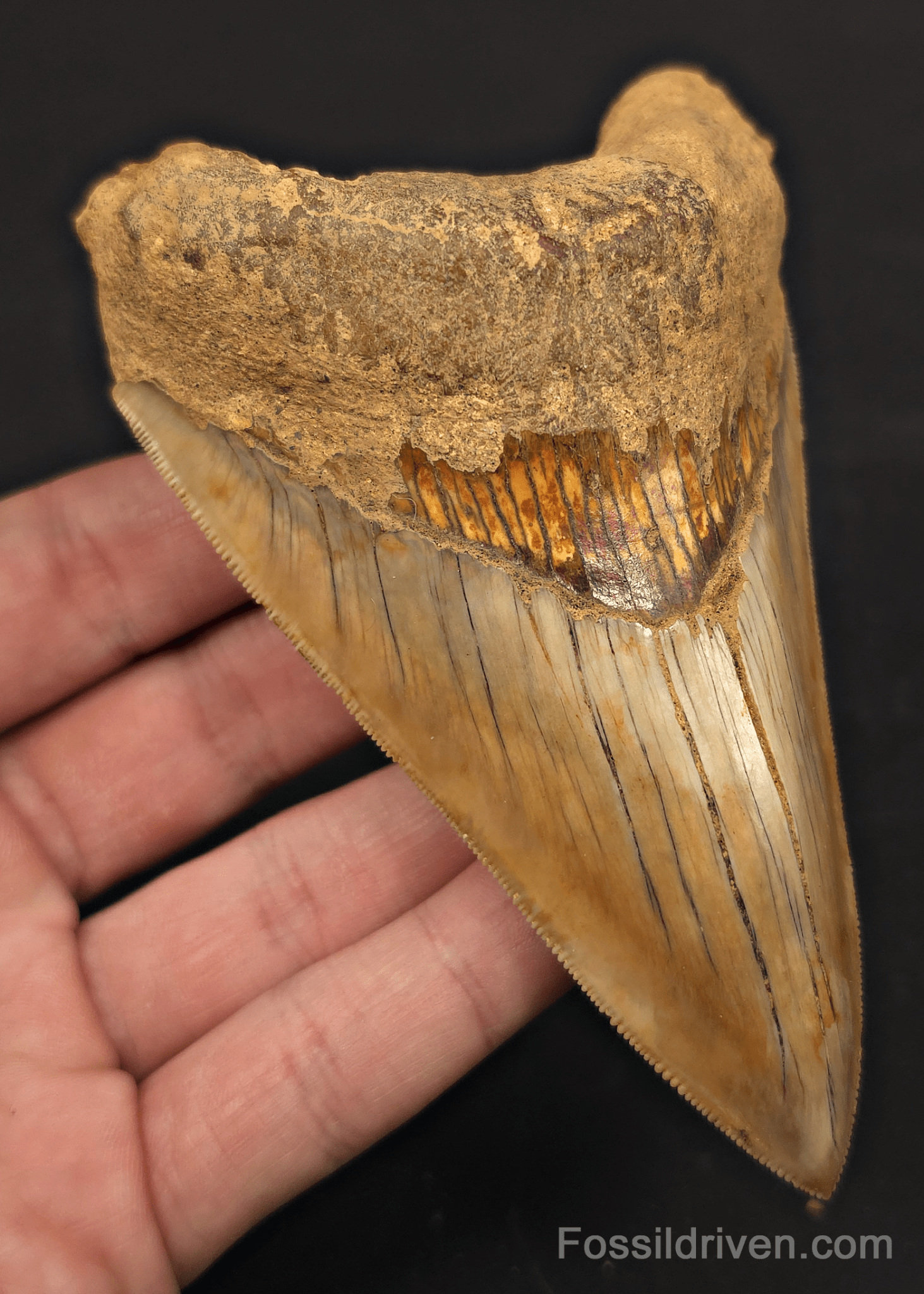 4.94" Fossil Megalodon Tooth - Java, Indonesia | Fossil Driven - Fossil Driven