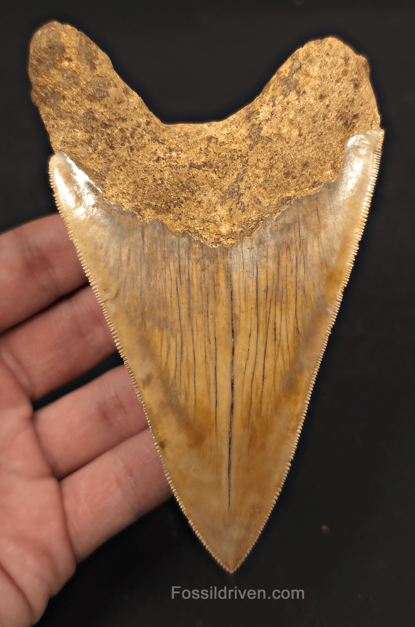 4.94" Fossil Megalodon Tooth - Java, Indonesia | Fossil Driven - Fossil Driven