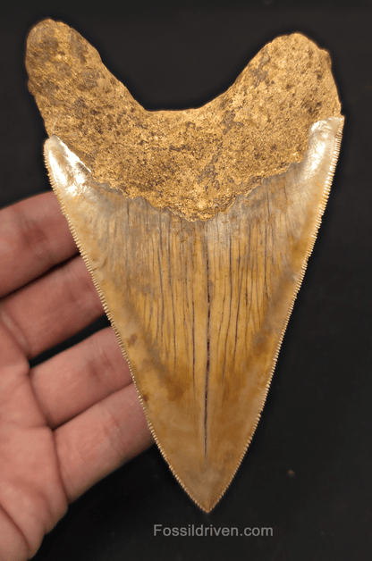 4.94" Fossil Megalodon Tooth - Java, Indonesia | Fossil Driven - Fossil Driven
