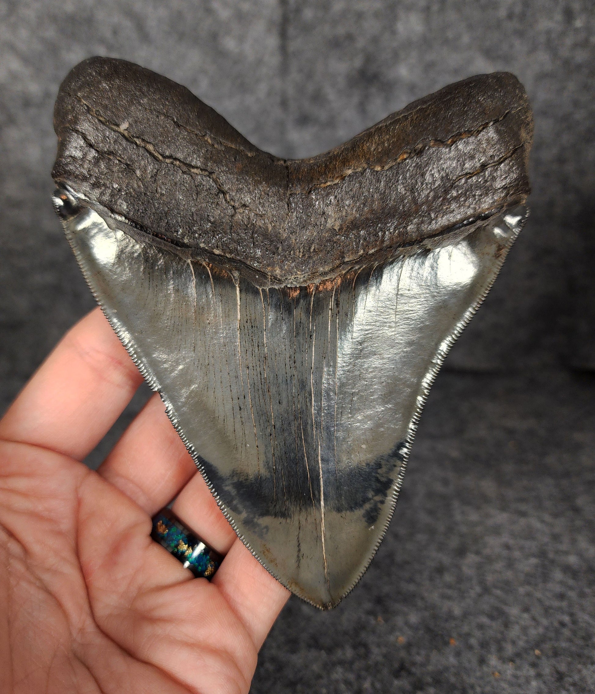 Back view of 5.01-inch Megalodon tooth fossil, highlighting the root structure and enamel preservation.​