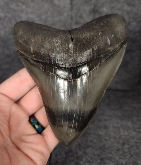 Front view of 5.01-inch fossil Megalodon tooth from Savannah, Georgia, showcasing natural enamel and robust root.​