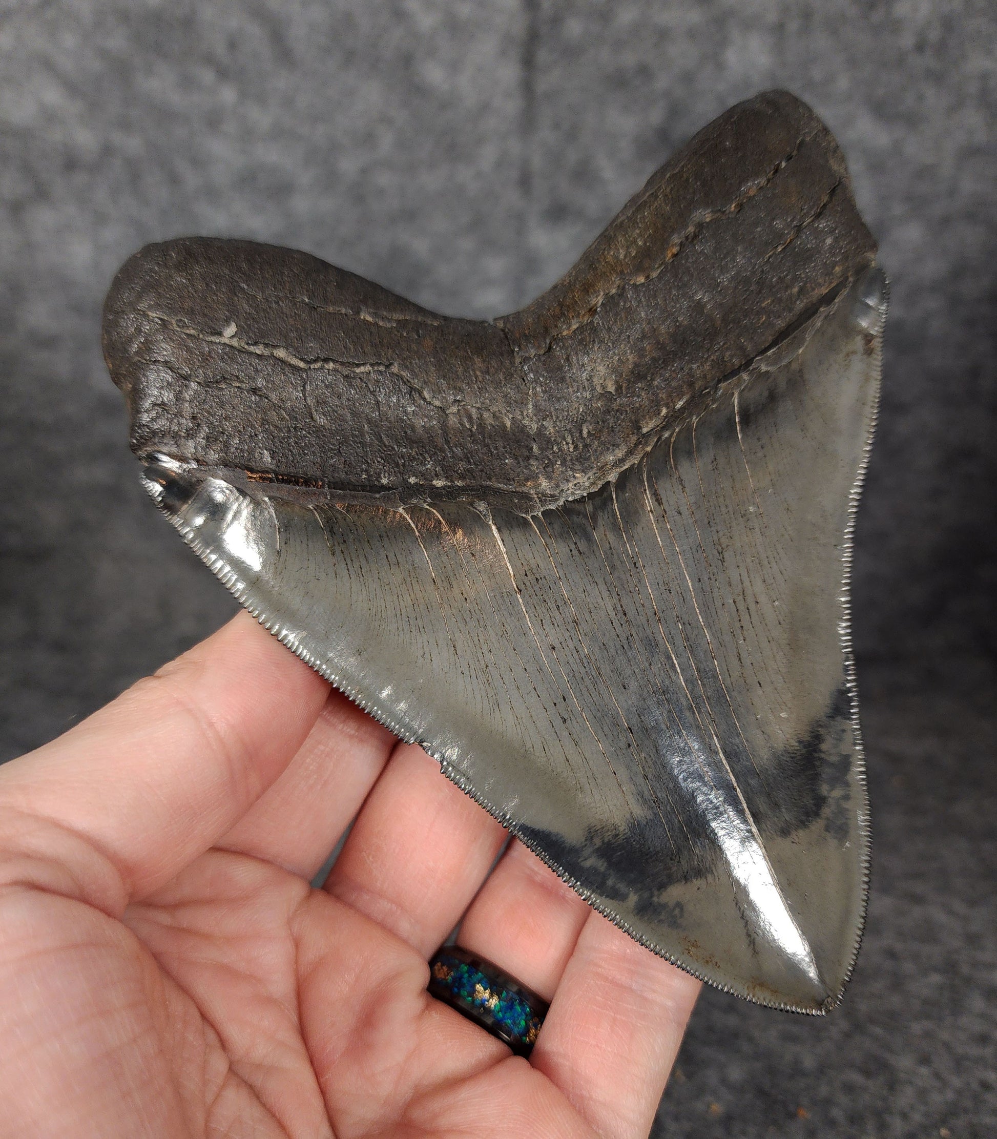Back left side profile of 5.01-inch Megalodon tooth from Savannah, Georgia, displaying curvature and serrations.