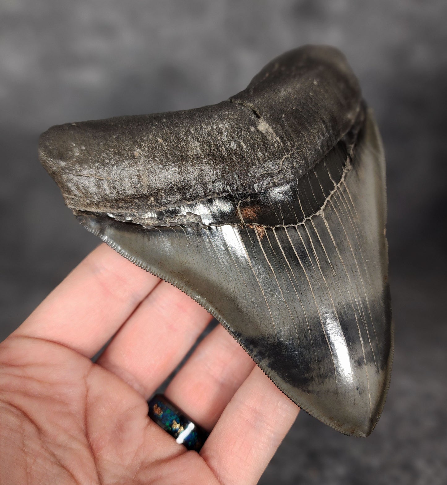 Left side profile of 5.01-inch Megalodon tooth from Savannah, Georgia, displaying curvature and serrations.