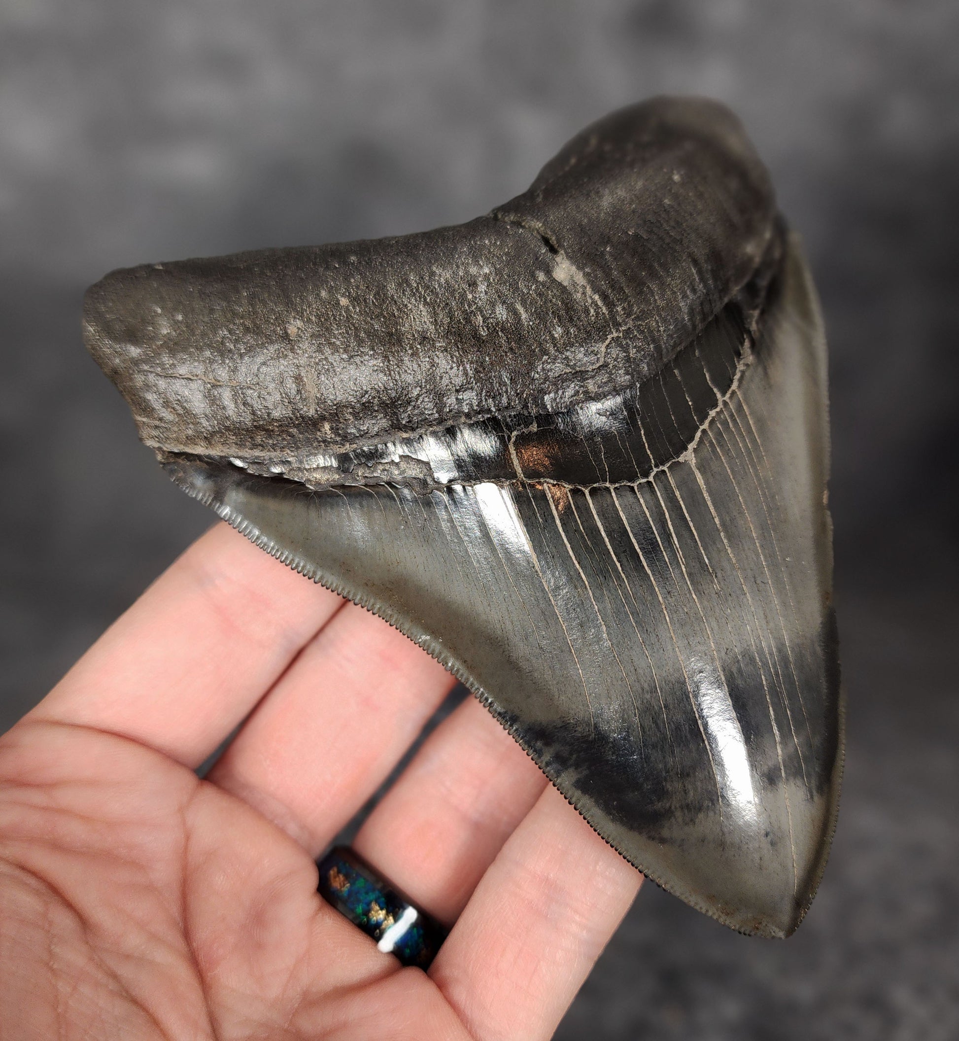 Left side profile of 5.01-inch Megalodon tooth from Savannah, Georgia, displaying curvature and serrations.