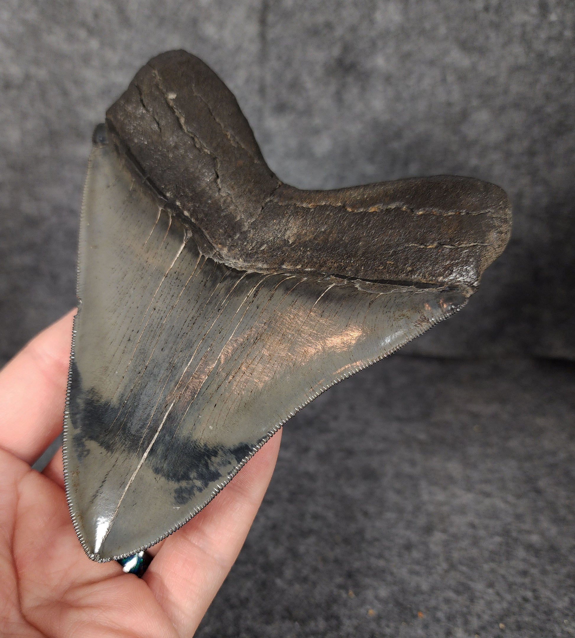 Back right side view of 5.01-inch fossil Megalodon tooth, emphasizing natural serrations and blade shape.