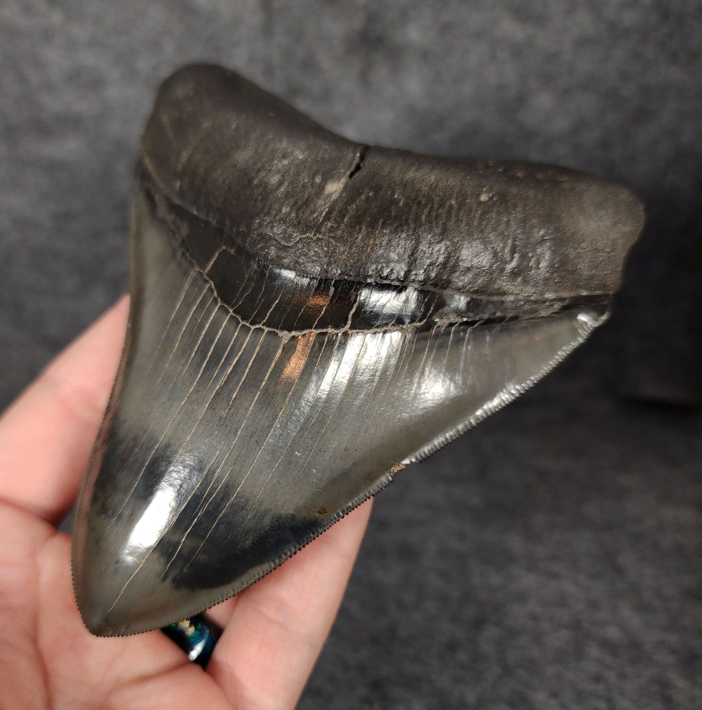 Right side view of 5.01-inch fossil Megalodon tooth, emphasizing natural serrations and blade shape.