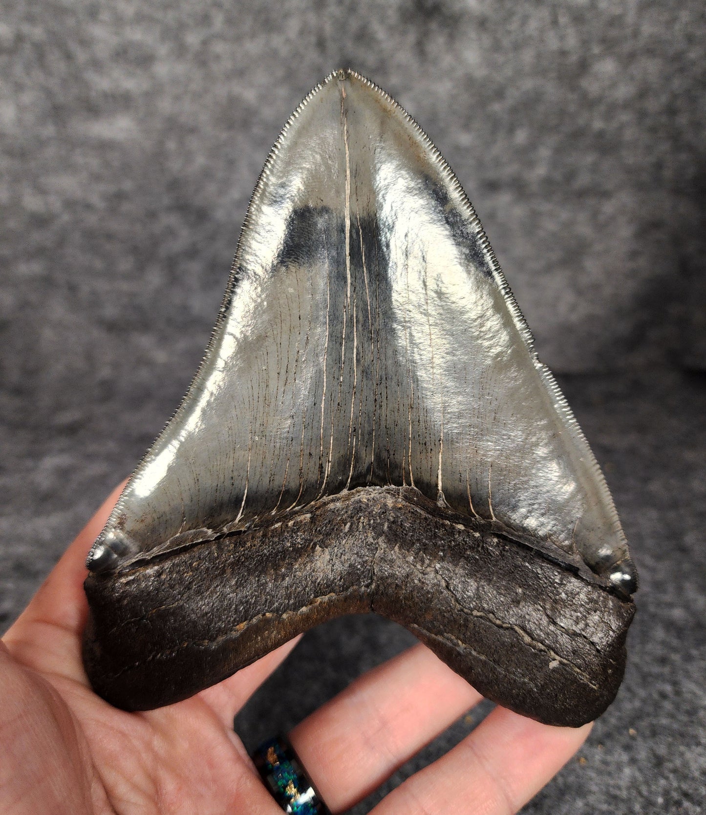 Detailed image of the root on 5.01-inch Megalodon tooth from Savannah, Georgia, highlighting texture and preservation.