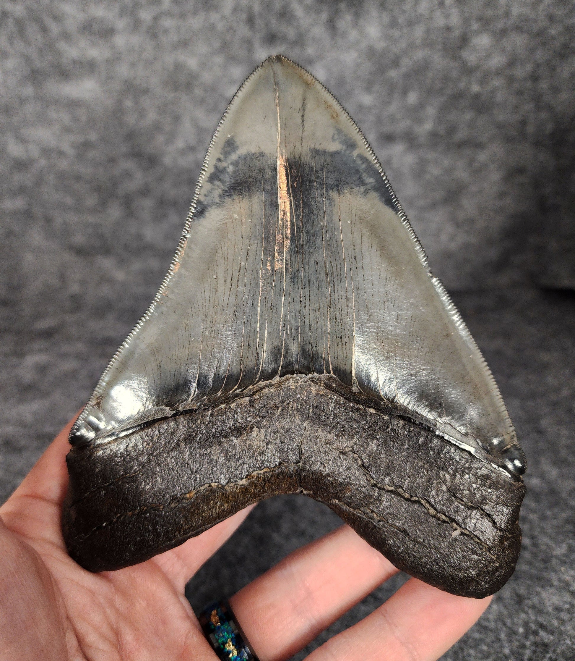 5.01-inch Megalodon tooth displayed alongside a ruler for size reference.