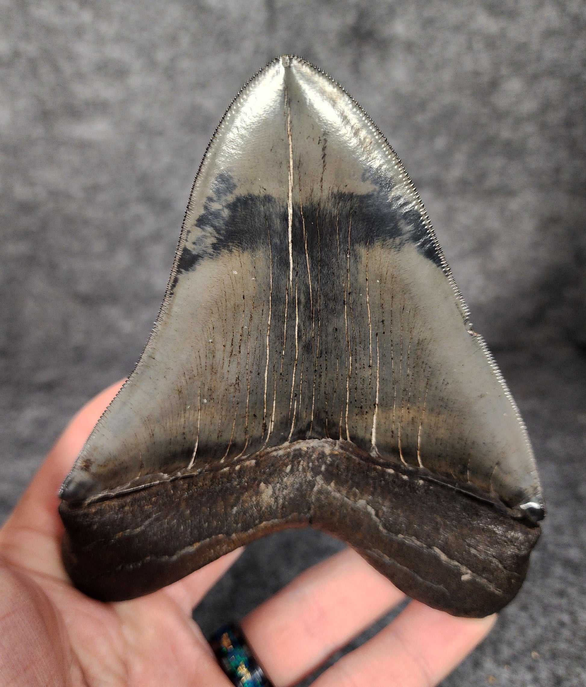 Close-up showcasing the serrated edges of 5.01-inch Megalodon tooth, emphasizing natural preservation.