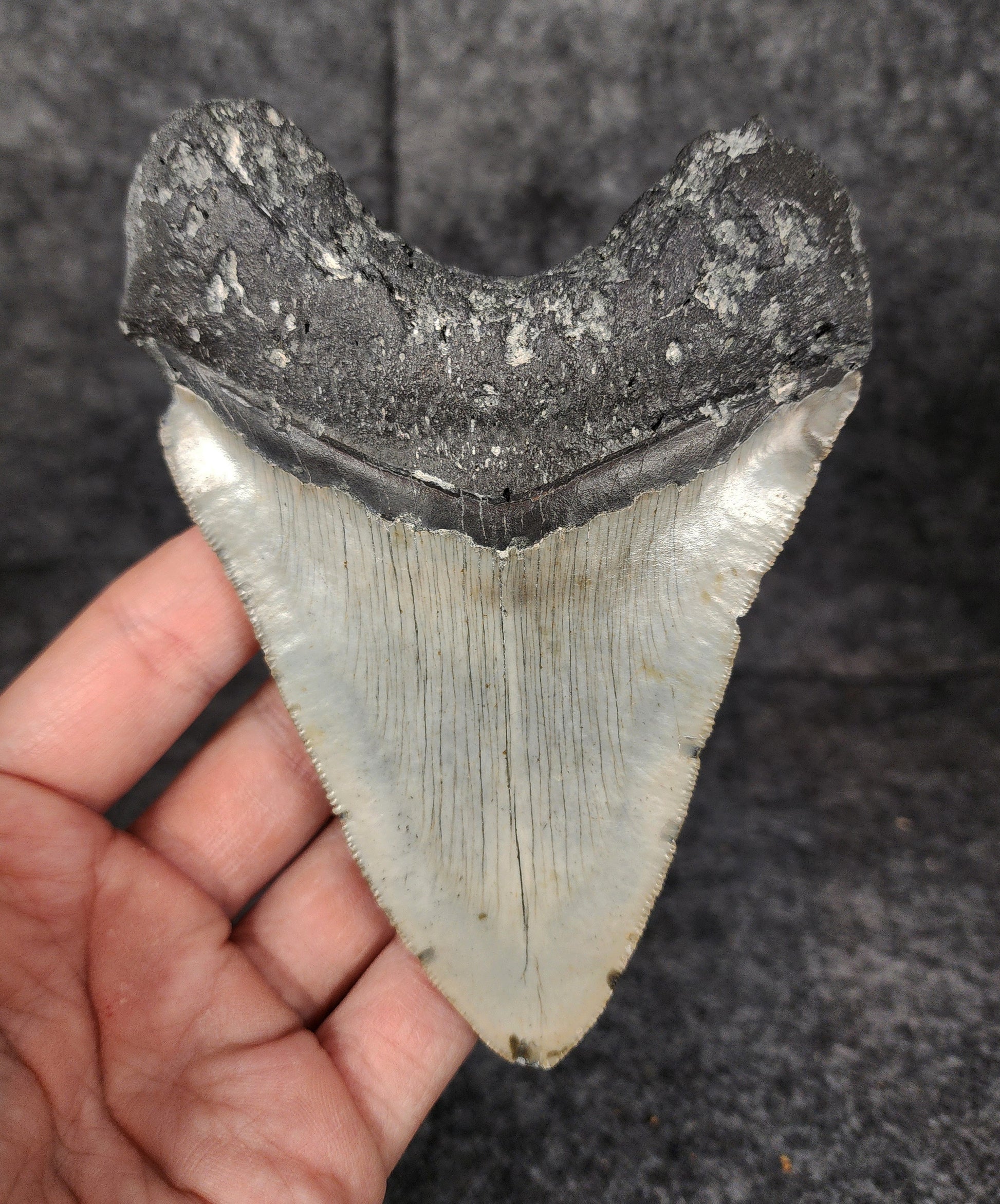 Back view showcasing the root structure of 5.04-inch Megalodon tooth fossil from Meg Ledge.