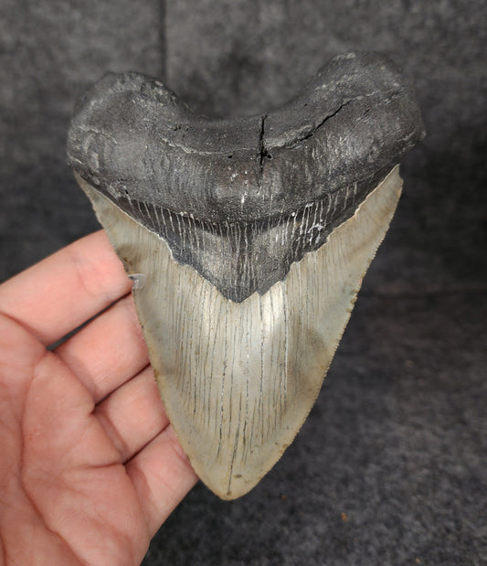 Front view of 5.04-inch authentic Megalodon tooth fossil from Meg Ledge, Wilmington, North Carolina.