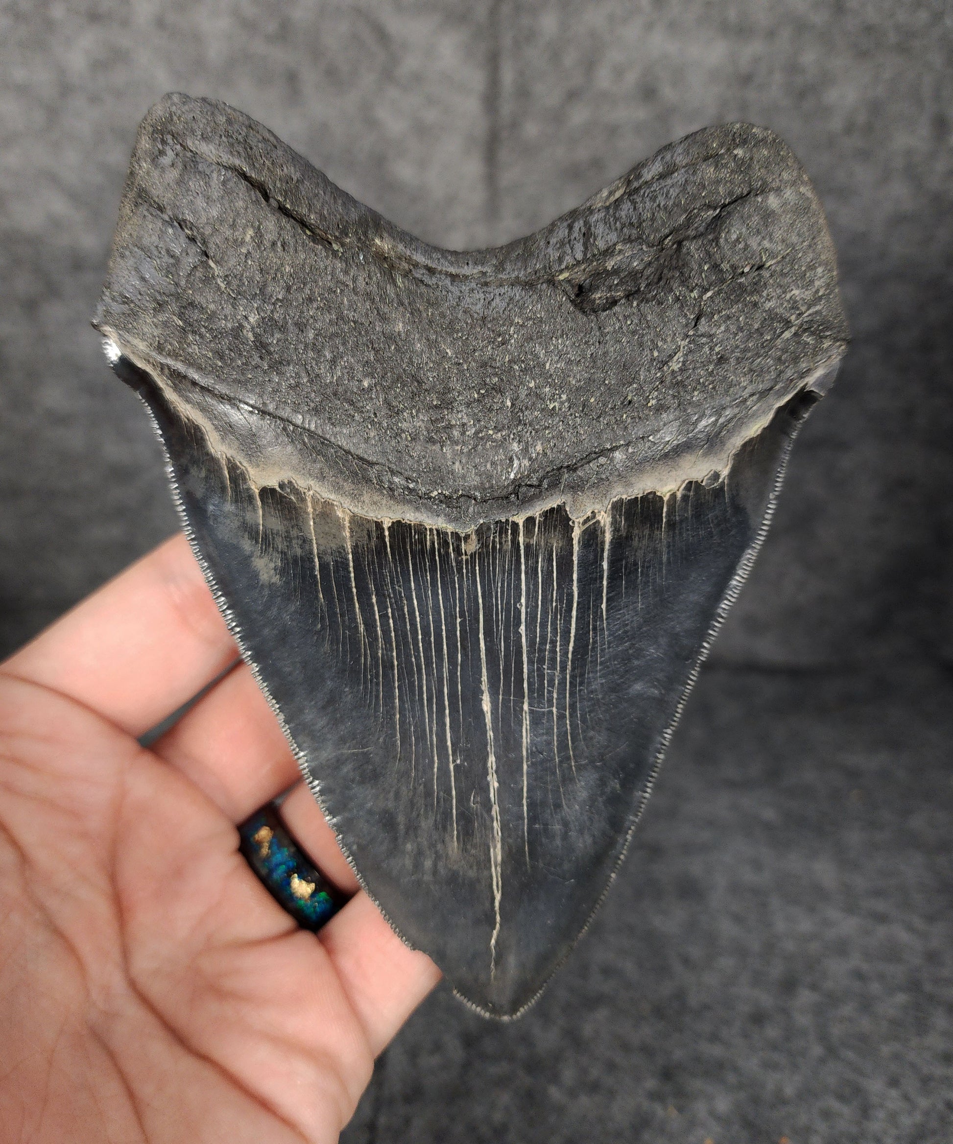 Back view of 5.10-inch Megalodon tooth fossil, highlighting the root structure and enamel preservation.