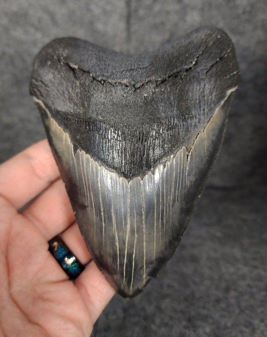 Front view of 5.10-inch fossil Megalodon tooth from Beaufort, South Carolina, showcasing natural enamel and robust root.​