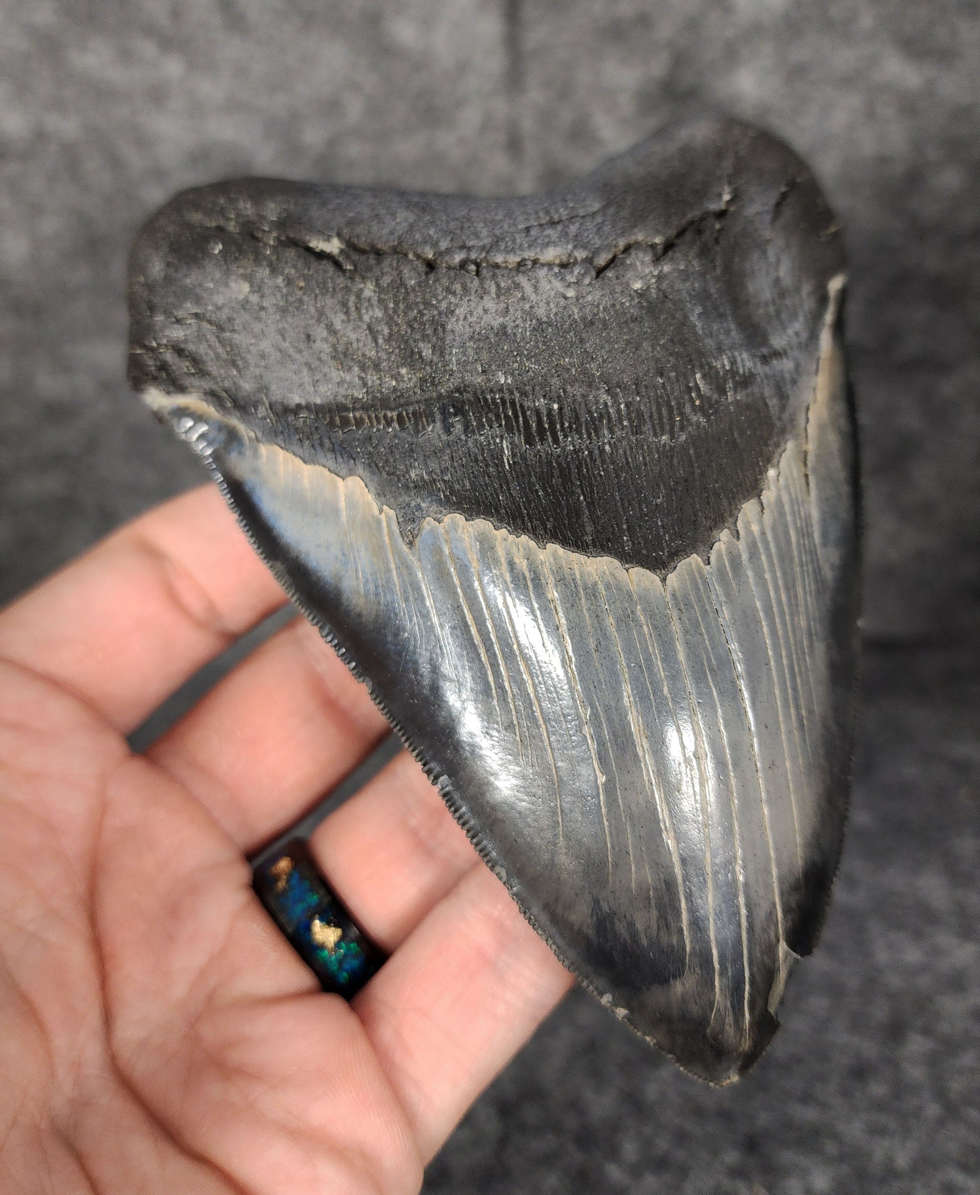 Left side profile of 5.10-inch Megalodon tooth from Beaufort, South Carolina, displaying curvature and serrations.