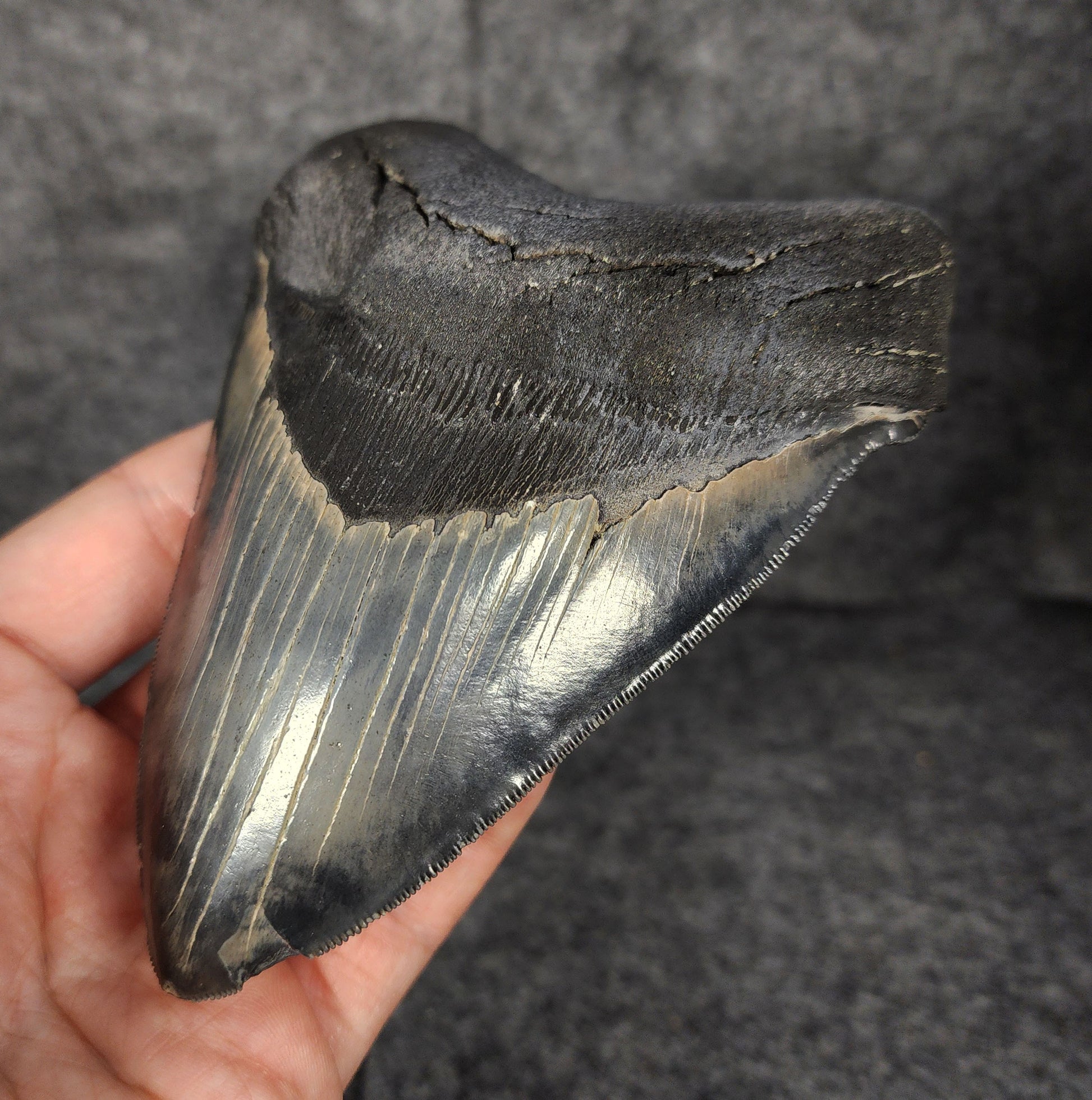 Right side view of 5.10-inch fossil Megalodon tooth, emphasizing natural serrations and blade shape.