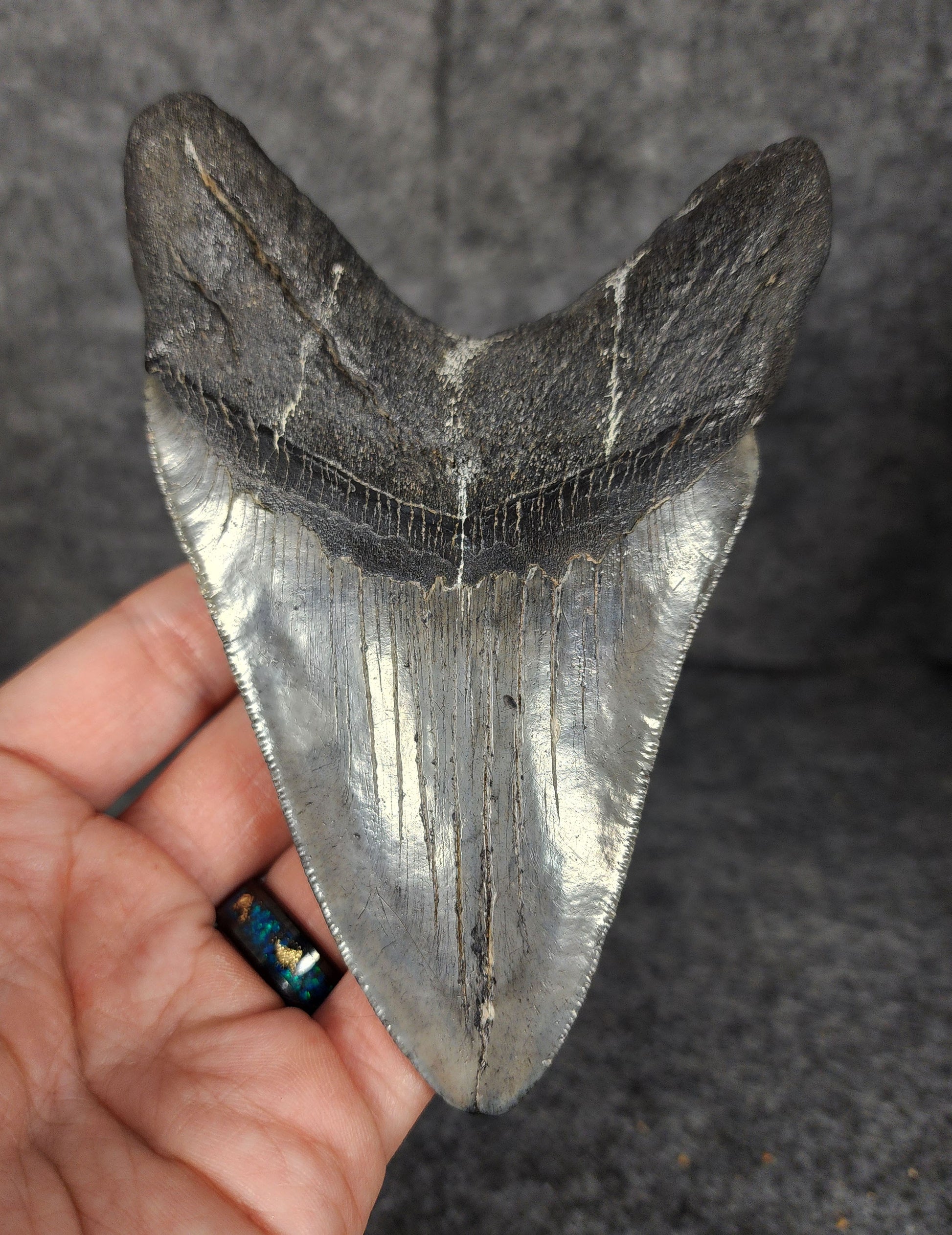 Back view of 5.10-inch Megalodon tooth fossil, highlighting the root structure and enamel preservation.