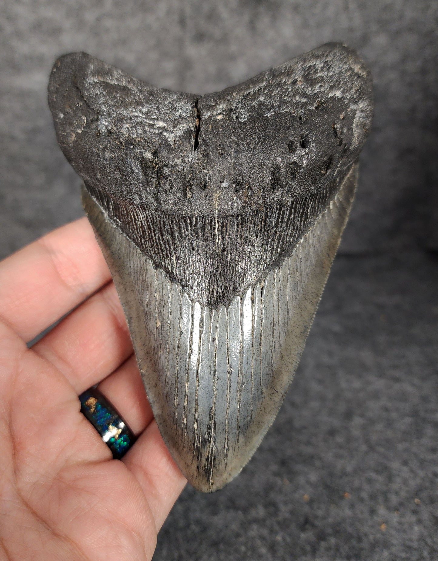 Front view of 5.10-inch authentic Megalodon tooth fossil from South Carolina, showcasing natural enamel and robust root.