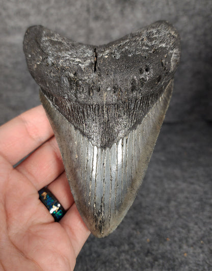 Front view of 5.10-inch authentic Megalodon tooth fossil from South Carolina, showcasing natural enamel and robust root.