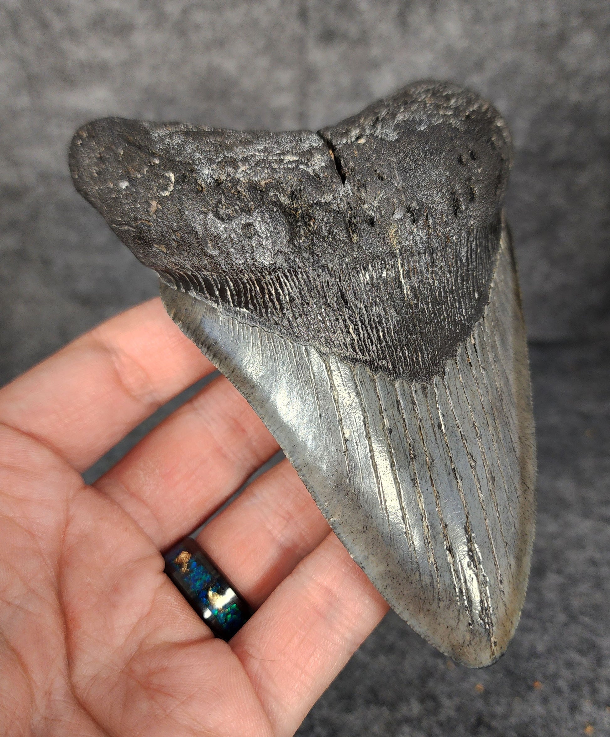 Left side profile of 5.10-inch Megalodon tooth from South Carolina, displaying curvature and serrations.