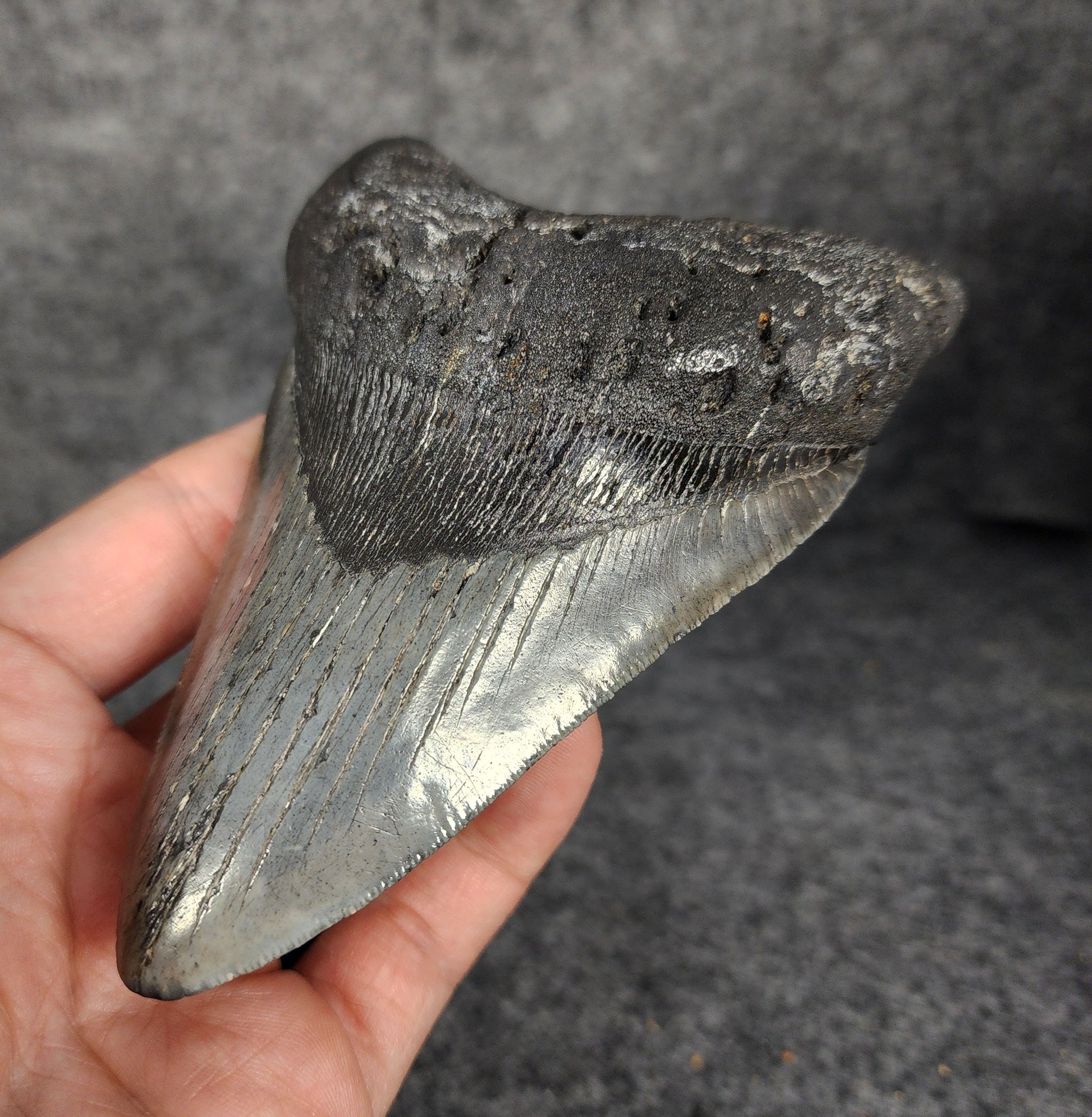 Right side view of 5.10-inch fossil Megalodon tooth, emphasizing natural serrations and blade shape.