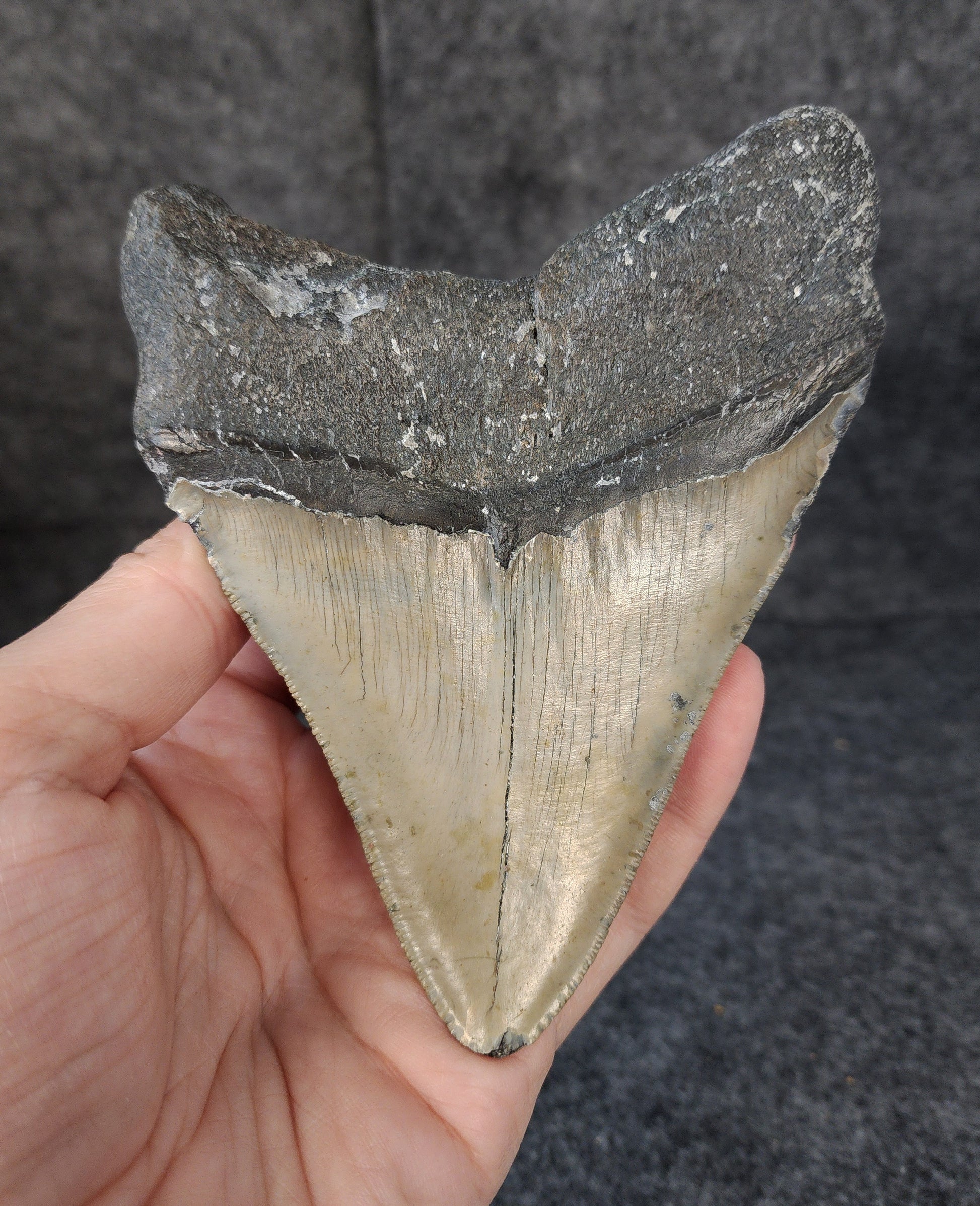 Back view of 5.13-inch Megalodon tooth fossil, highlighting the root structure and enamel preservation.