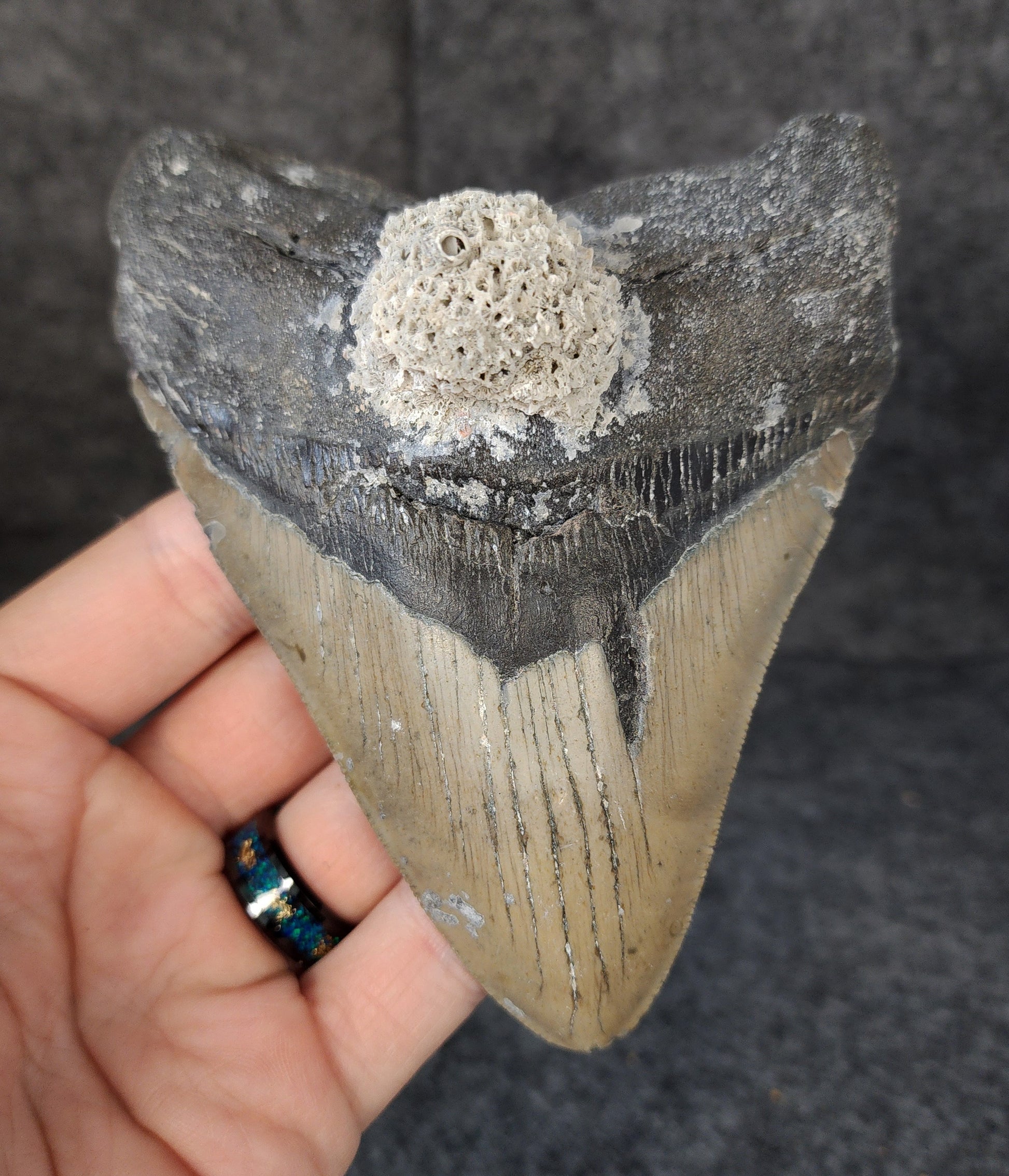 Front view of 5.13-inch authentic Megalodon tooth fossil from Meg Ledge, Wilmington, North Carolina, showcasing natural enamel and robust root.